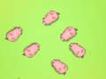 Spil Red The Piggies  online