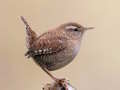 Spil Birdlingo online