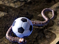 Spil Python Snake Simulator online
