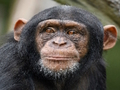 Spil Chimpanse stiksav  online