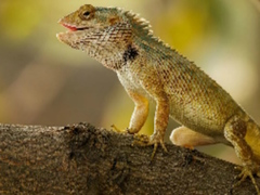 Spil Lizard Garden stiksav  online