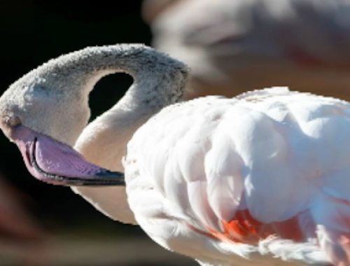 Spil Flamingo fugl stiksav  online
