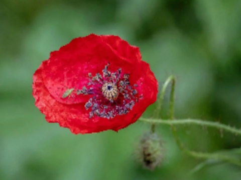 Spil Poppy Nature Flower Jigsaw  online