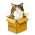 Find katten online